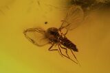 Detailed Fossil Sandfly and Ant In Baltic Amber #84659-2
